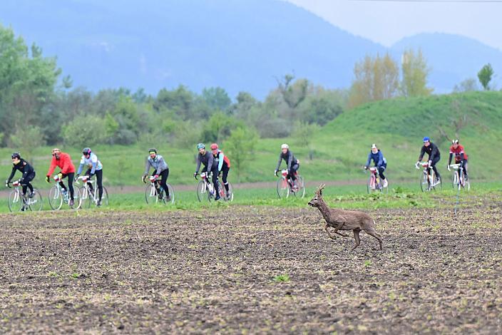 8. Kirschblüten Radklassik, Rad Klassik, Oldtimer, Vintage, Stahlrad, Radsport, Eferding, Oberösterreich