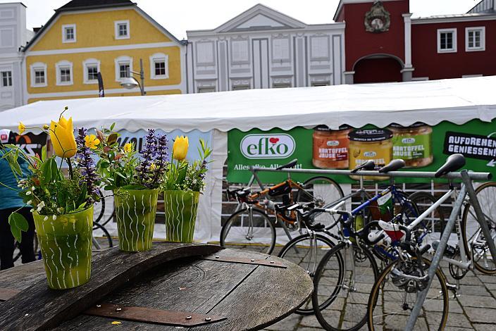 Rennrad, Frühling, Kirschblüten Radklassik, Oberösterreich, 