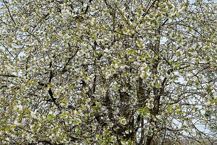 10. Kirschblüten Radklassik, Rad Klassik, Oldtimer, Vintage, Stahlrad, Radsport, Eferding, Oberösterreich