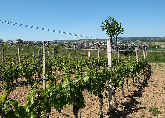  Das Feld bei Horitschon