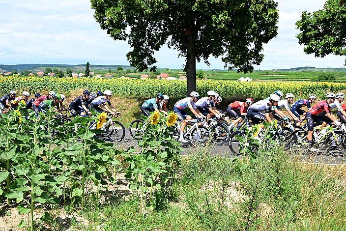 Das Peloton unterwegs in Niederösterreich, 5. Etappe von Langenlois nach Wien, 109km, Tour of Austria