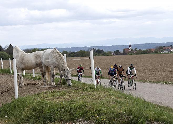 das Fahrerfeld der Klassik Ausfaht KirschblÃ¼ten Radklassik und Pferde