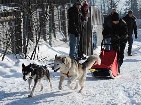 Marcel Wolf und sein Gespann, EHC Liwest Black Wings Linz zu Gast auf der Mountain Wulf Farm