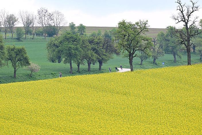8. Kirschblüten Radklassik, Rad Klassik, Oldtimer, Vintage, Stahlrad, Radsport, Eferding, Oberösterreich