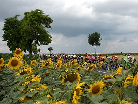 Das Hauptfeld auf dem Weg nach Wien, 8. Etappe Podersdorf, Burgenland - Wien