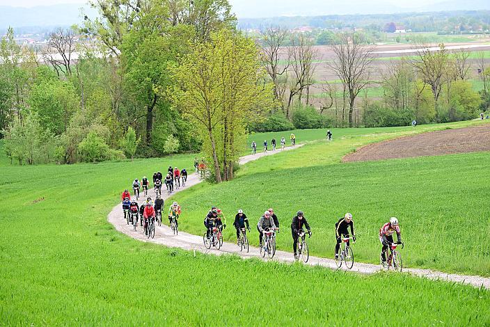 Rennrad, Frühling, Kirschblüten Radklassik, Oberösterreich, 