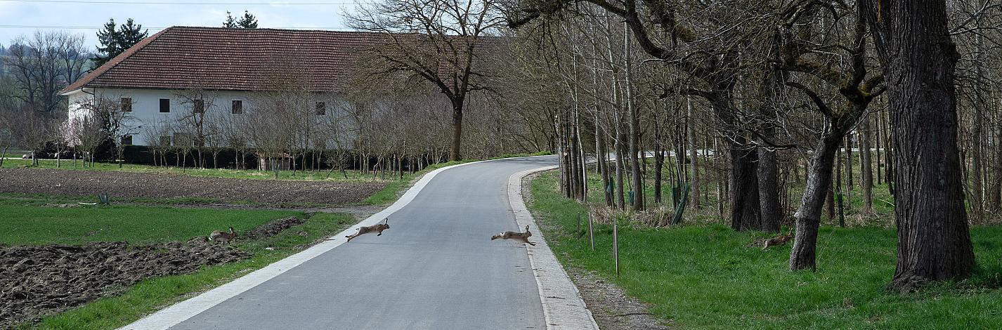 Rennrad, Frühling, Oberösterreich, 