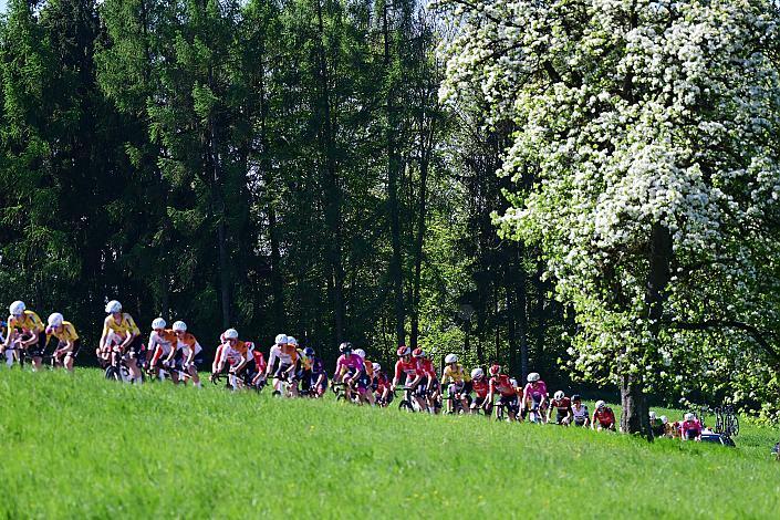 Herren Elite, U23, Road Cycling League Austria, 64. Raika Kirschbluetenrennen, Wels, Oberösterreich