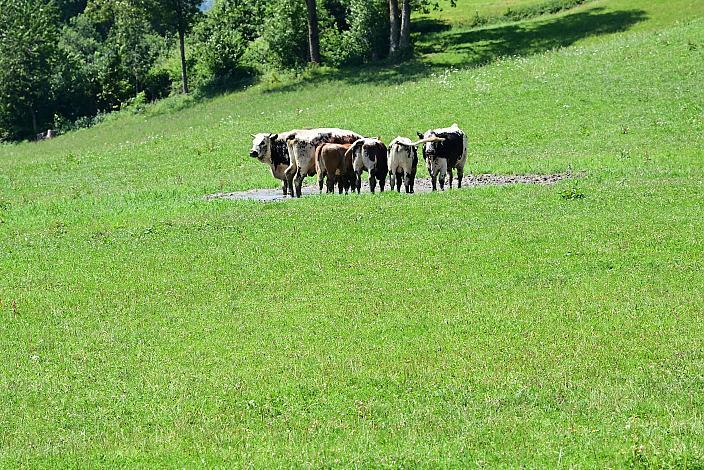 3. Etappe Bad Wimsbach - Strass im Attergau, Int. Oberösterreichische Versicherung OÖ Junioren Oberösterreich Rundfahrt