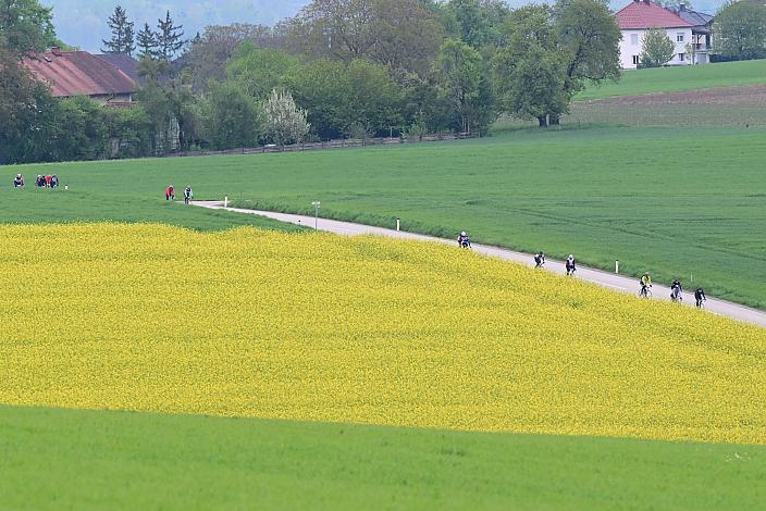 8. Kirschblüten Radklassik, Rad Klassik, Oldtimer, Vintage, Stahlrad, Radsport, Eferding, Oberösterreich