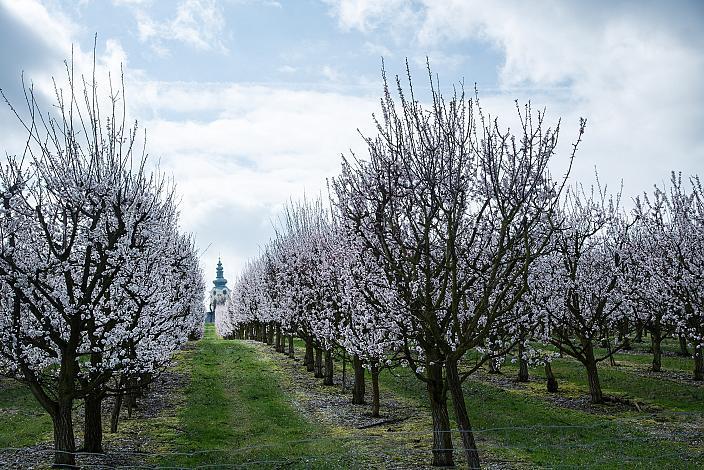 Rennrad, Frühling, Oberösterreich, 