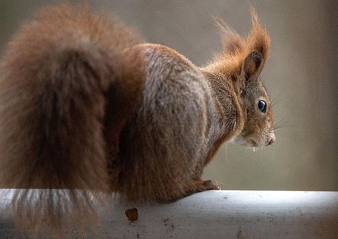 Eichkätzchen am Futterhaus