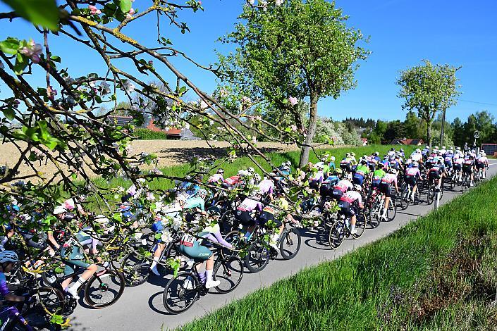 Damen Elite, U23, Road Cycling League Austria, 64. Raika Kirschbluetenrennen, Wels, Oberösterreich