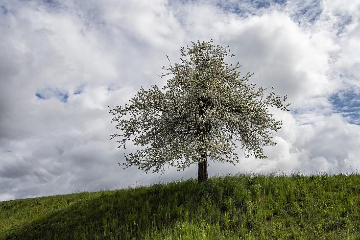 Apfelbaum