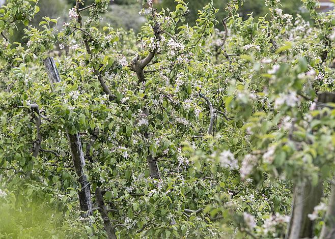 ApfelblÃ¼te