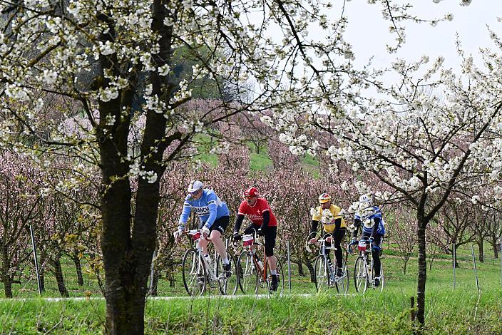 10. Kirschblüten Radklassik, Rad Klassik, Oldtimer, Vintage, Stahlrad, Radsport, Eferding, Oberösterreich
