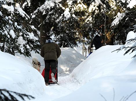 Philipp Lukas steuert sein Gespann in den Wald, EHC Liwest Black Wings Linz zu Gast auf der Mountain Wulf Farm