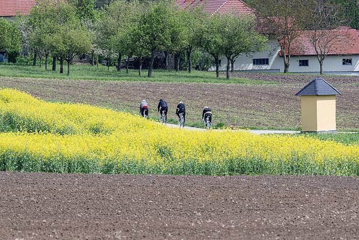 Rennrad, Frühling, Kirschblüten Radklassik, Oberösterreich, 