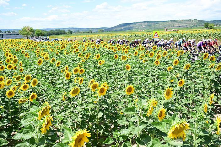 5. Etappe von Langenlois nach Wien, 109km, Tour of Austria