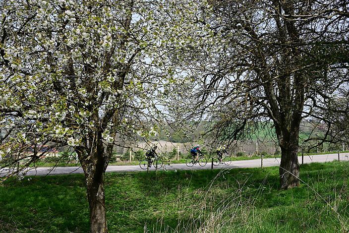 Anstieg in die Scharten 10. Kirschblüten Radklassik, Rad Klassik, Oldtimer, Vintage, Stahlrad, Radsport, Eferding, Oberösterreich