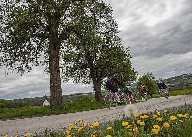 eine Gruppe der KirschblÃ¼ten Radklassik bei Herrenholz