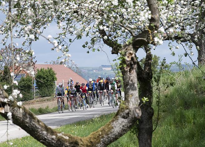 Das Feld der Fahrer bei St. Thomas
