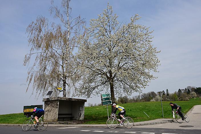 Abfahrt in Scharten 10. Kirschblüten Radklassik, Rad Klassik, Oldtimer, Vintage, Stahlrad, Radsport, Eferding, Oberösterreich