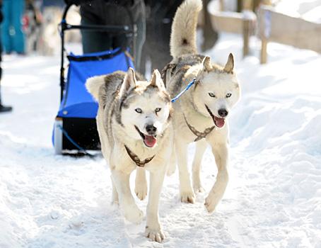 Huskys, EHC Liwest Black Wings Linz zu Gast auf der Mountain Wulf Farm